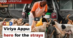 A man on a mission to feed Gombak’s stray dogs