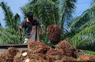 ‘Welcome relief’, as Asia producers hail EU deforestation law delay